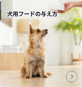 犬用フードの与え方